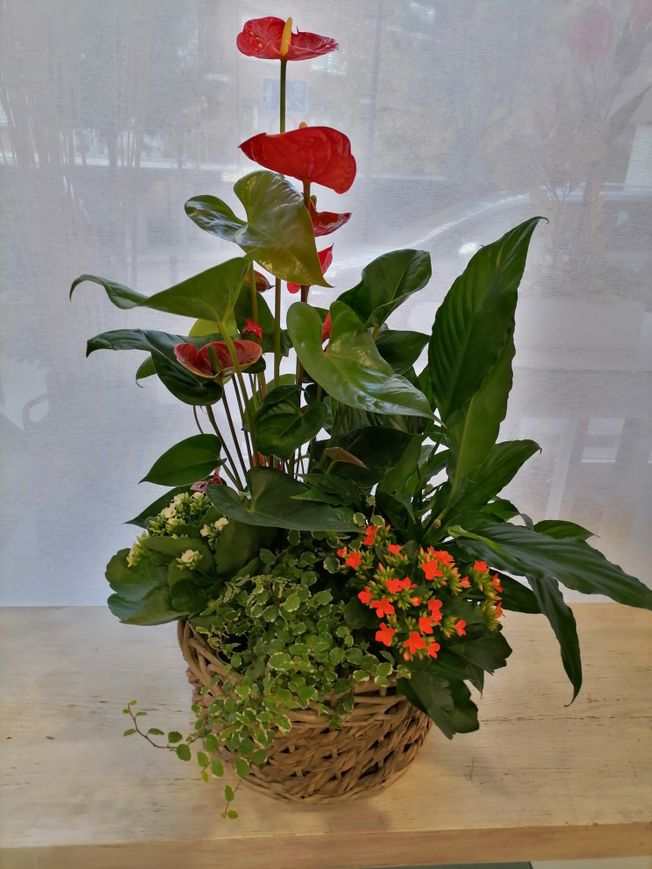 Composicion de plantas en cesta a gusto del florista