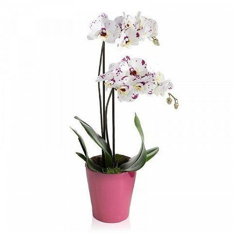 Orquídea phalaenopsis de dos varas, con maceta